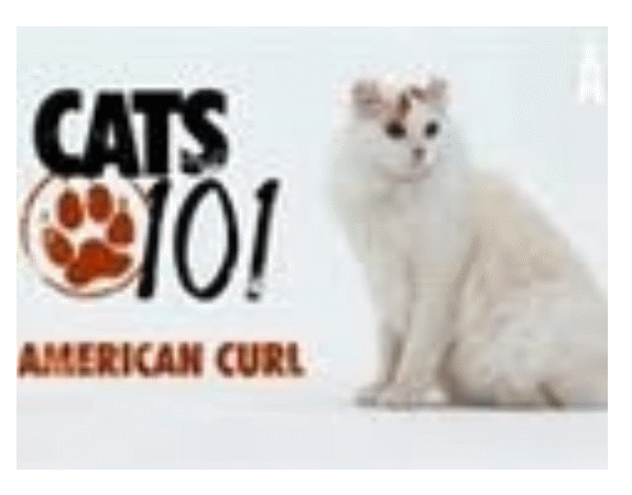 cats101logo.gif